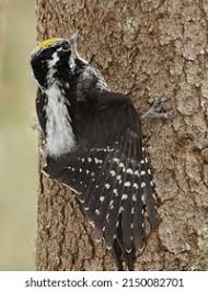 Attēlu rezultāti vaicājumam “Picoides tridactylus adult”