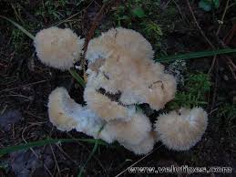 Attēlu rezultāti vaicājumam “Postia ptychogaster”