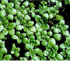 Attēlu rezultāti vaicājumam “Callitrichaceae”