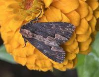 Attēlu rezultāti vaicājumam “Dypterygia scabriuscula”