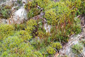 Attēlu rezultāti vaicājumam “Syntrichia virescens”