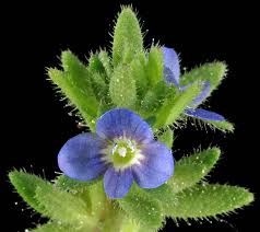 Attēlu rezultāti vaicājumam “Veronica arvensis leaf”
