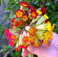 Attēlu rezultāti vaicājumam “Primula veris flower”