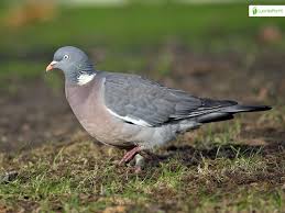 Attēlu rezultāti vaicājumam “Columba palumbus”