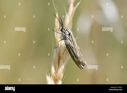 Attēlu rezultāti vaicājumam “Spiris striata”