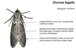 Attēlu rezultāti vaicājumam “Diurnea fagella”