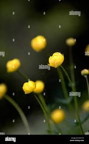 Attēlu rezultāti vaicājumam “Trollius europaeus bud”