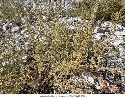 Attēlu rezultāti vaicājumam “Salsola kali”