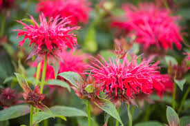 Image result for Monarda didyma