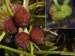 Attēlu rezultāti vaicājumam “Sagittaria sagittifolia fruit”