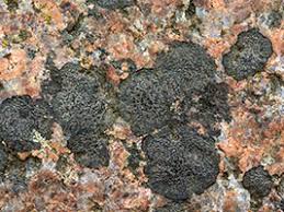 Attēlu rezultāti vaicājumam “Hypocenomyce friesii”