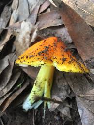 Attēlu rezultāti vaicājumam “Hygrocybe acutoconica”