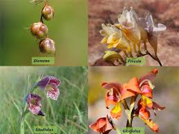 Attēlu rezultāti vaicājumam “Iridaceae”