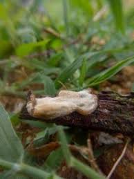 Attēlu rezultāti vaicājumam “Antrodia sinuosa”