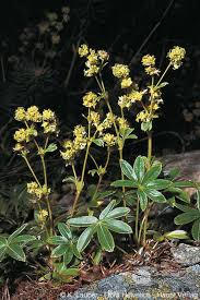 Attēlu rezultāti vaicājumam “Alchemilla subcrenata  flower”