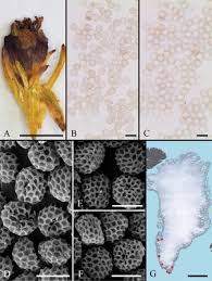 Attēlu rezultāti vaicājumam “Sphacelotheca hydropiperis”
