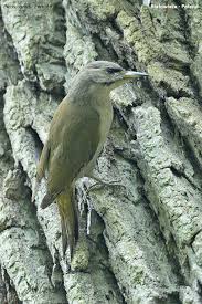 Attēlu rezultāti vaicājumam “Picus canus female”