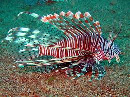 Image result for Pterois volitans