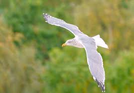 Attēlu rezultāti vaicājumam “Larus argentatus adult”