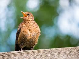 Attēlu rezultāti vaicājumam “Turdus merula juvenile”