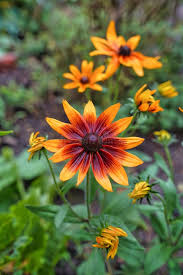 Attēlu rezultāti vaicājumam “Rudbeckia hirta var. hirta flower”