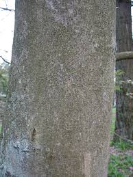 Attēlu rezultāti vaicājumam “Magnolia kobus”