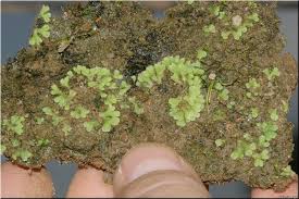 Attēlu rezultāti vaicājumam “Riccia glauca”