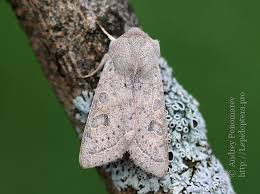 Attēlu rezultāti vaicājumam “Orthosia sp.”