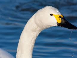 Image result for Sussex Swans