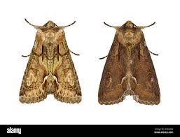 Attēlu rezultāti vaicājumam “Allophyes oxyacanthae”