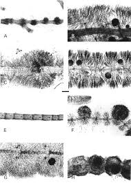 Attēlu rezultāti vaicājumam “Batrachospermum moniliforme”