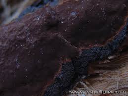 Attēlu rezultāti vaicājumam “Phellinus ferrugineofuscus”