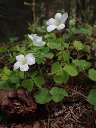 Attēlu rezultāti vaicājumam “Oxalis acetosella”