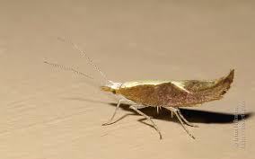 Attēlu rezultāti vaicājumam “Ypsolopha dentella”