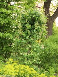 Attēlu rezultāti vaicājumam “Lonicera caprifolium”