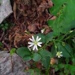 Attēlu rezultāti vaicājumam “Cerastium sylvaticum”