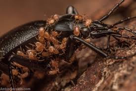 Attēlu rezultāti vaicājumam “Poecilochirus sp.”