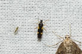 Attēlu rezultāti vaicājumam “Dryophilocoris flavoquadrimaculatus imago”
