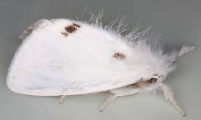 Attēlu rezultāti vaicājumam “Euproctis similis”