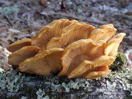 Attēlu rezultāti vaicājumam “Phyllotopsis nidulans”