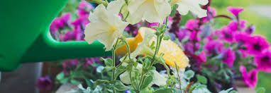 Image result for Lobelien