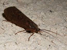 Attēlu rezultāti vaicājumam “Phryganeidae”