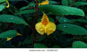 Attēlu rezultāti vaicājumam “Impatiens noli-tangere leaf”