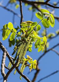 Attēlu rezultāti vaicājumam “Juglans mandshurica female flower”
