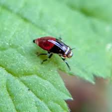 Attēlu rezultāti vaicājumam “Aphrophora nymph”