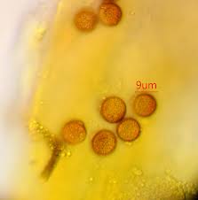 Attēlu rezultāti vaicājumam “Craterium aureonucleatum young”