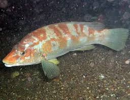 Image result for Tautogolabrus adspersus