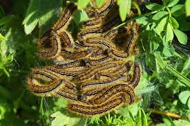 Attēlu rezultāti vaicājumam “Malacosoma castrensis larva”
