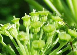 Attēlu rezultāti vaicājumam “Angelica archangelica fruit”