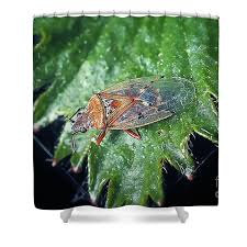 Attēlu rezultāti vaicājumam “Kleidocerys resedae”